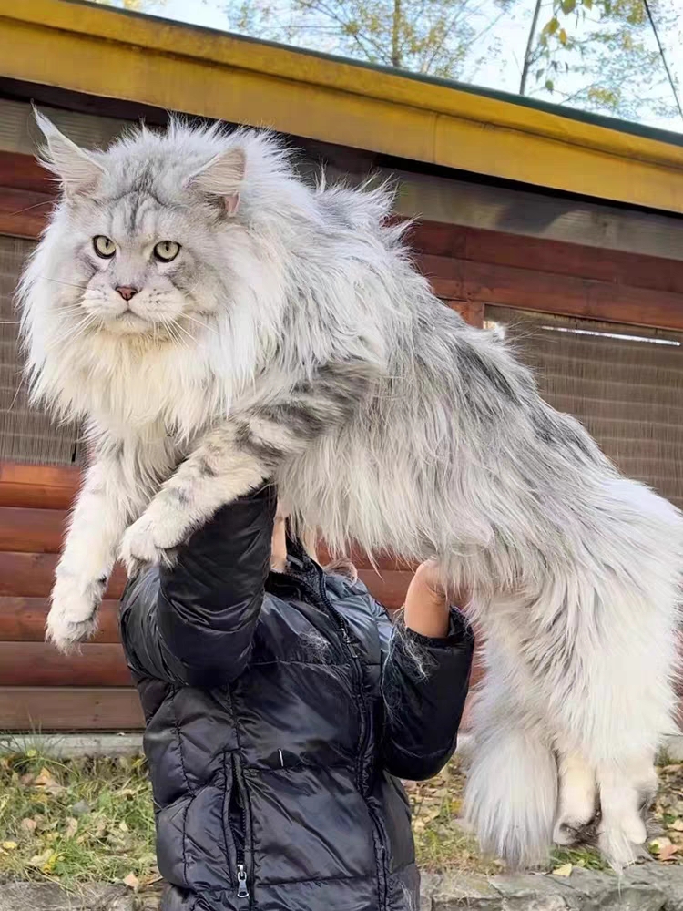 猫舍直销,批发价出售,缅因猫